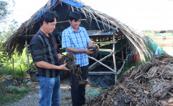 Máy cuộn lục bình bước đầu mang lại hiệu quả kinh tế cao