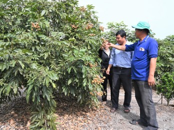 'Đa cây' để thích ứng với thị trường