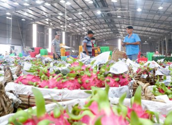 Happiness for dragon fruit farmers