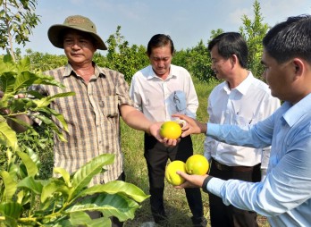 Triển vọng từ cây vú sữa Hoàng Kim