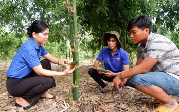 Khởi nghiệp thành công từ măng tre Bát Độ