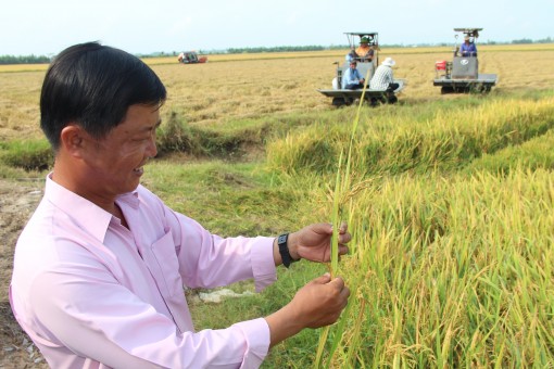 Nông dân phấn khởi thu hoạch lúa Đông Xuân