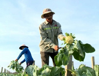 Triển vọng từ mô hình trồng bông cải trắng