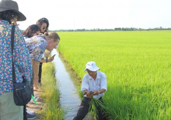 Hiệu quả từ mô hình canh tác lúa thân thiện với môi trường