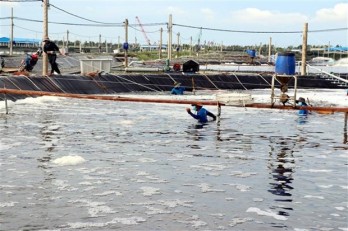 Trà Vinh có hơn 150ha tôm nuôi bị thiệt hại do thời tiết bất lợi