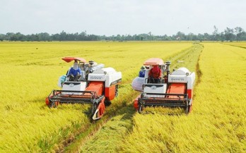 Institute works hard on improving specialty rice varieties