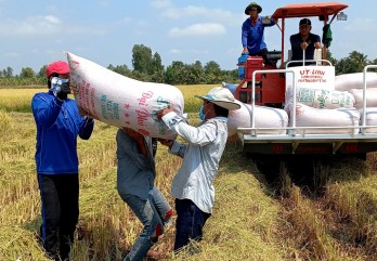 Lúa Đông Xuân đạt năng suất, nông dân thu lợi nhuận khá cao