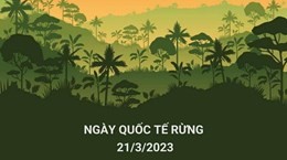 Ngày quốc tế về Rừng năm 2023: 'Rừng và Sức khỏe'