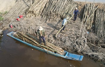 Thăng trầm cây tràm