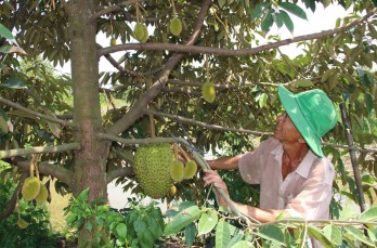 Thí điểm xây dựng vùng nguyên liệu cây ăn quả