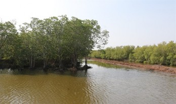 Mekong Delta to increase forest cover