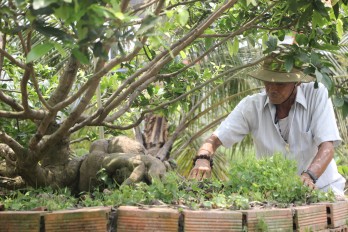 Khám phá làng mai độc đáo ở miền Tây