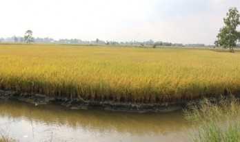 Mekong Delta to expand shrimp-rice farming