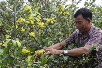 Developing Tan Tay apricots growing village in association with tourism