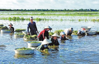 Góc ảnh 'Long An quê hương tôi': Mùa rau hẹ nước