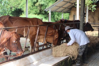 Người chăn nuôi lao đao vì giá thấp