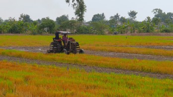 Vụ Hè Thu 2023: Nông dân cần tuân thủ lịch thời vụ