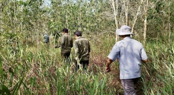 An Giang province forests face extreme fire risk