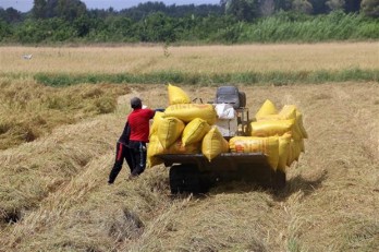 Nhu cầu mua lúa tăng cao khiến giá lúa Đông Xuân duy trì ở mức cao