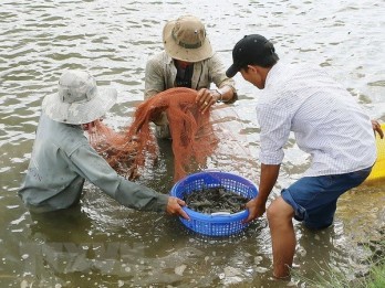 Ben Tre promotes high-tech shrimp farming