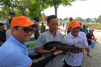 Đã tìm ra con cá lóc đồng to nhất rừng U Minh Hạ