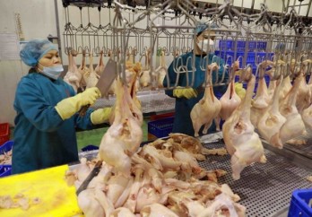 Poultry meat export signals recovery: department