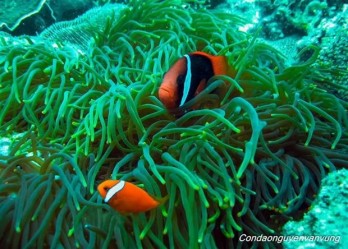 Con Dao National Park recognised as ASEAN Heritage Park