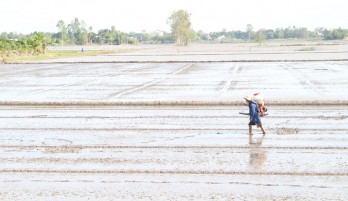 Nông dân ưu tiên sản xuất các giống lúa chất lượng cao