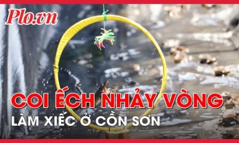 Coi ếch nhảy vòng làm xiếc ở Cần Thơ