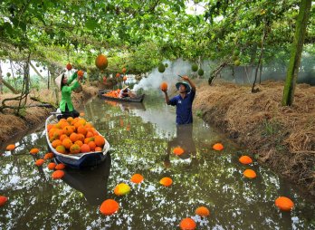 Góc ảnh 'Long An quê hương tôi'