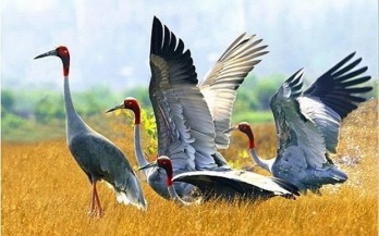 Dong Thap rolls out measures to preserve, develop red-headed crane population