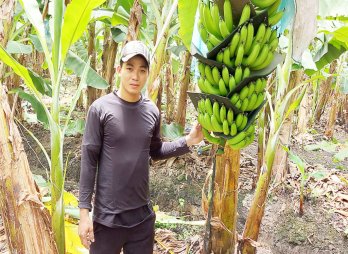 Earning billions from bananas