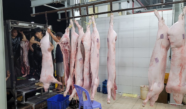 Giá heo hơi hôm nay 12/5/2023: Mức cao nhất 56.000 đồng/kg