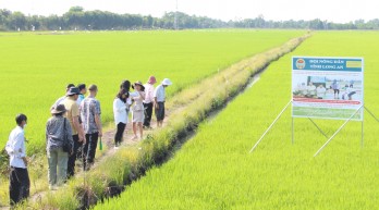 Đến năm 2030, tỉnh Long An sẽ có 120.000ha lúa chất lượng cao