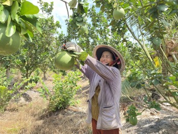 Bưởi da xanh bén rễ đất phèn