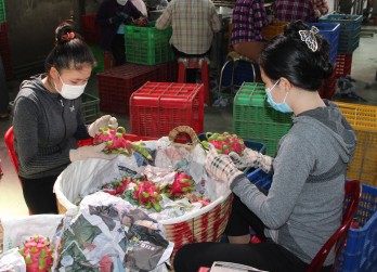 Thanh long tăng giá, người trồng phấn khởi