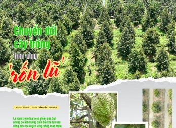 Chuyển đổi cây trồng trên vùng 'rốn lũ'