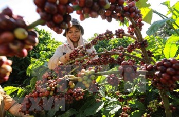 Vietnam needs to develop coffee value chain: Minister