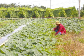 Chủ động chuyển đổi sản xuất thích ứng với biến đổi khí hậu