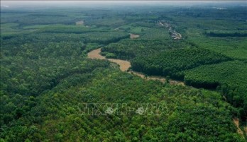 Vietnam’s forest coverage remains at 42.02%: agriculture ministry