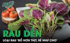 Loại rau 'bổ hơn thịt, rẻ như cho' được mệnh danh là 'thần dược'