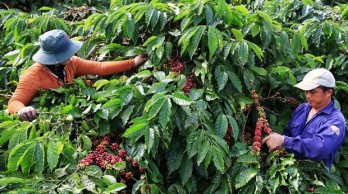 Measures sought to promote deforestation-free coffee production