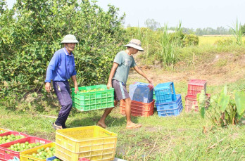 Tạo điều kiện cho nông sản được xuất khẩu chính ngạch