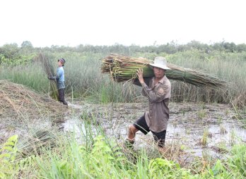 Realizing the dream of Green Agriculture