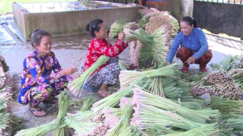 Nông dân Tiền Giang lãi cao nhờ trồng sả trên đất lúa bị nhiễm mặn