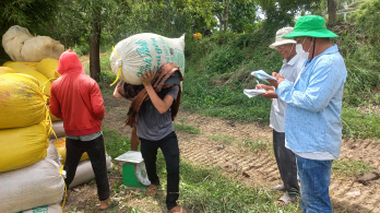 Bước vào thu hoạch lúa Hè Thu 2023, lợi nhuận cao, nông dân phấn khởi