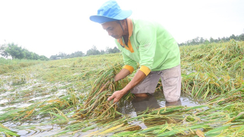 Nông dân Hậu Giang thiệt hại nặng do mưa, bão