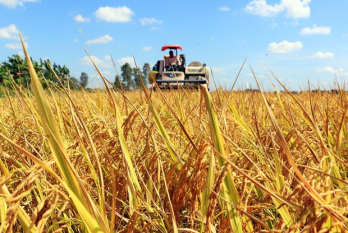 Rice sector needs more support to shift from quantity to quality