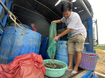 Tăng thu nhập từ mua bán cá đồng