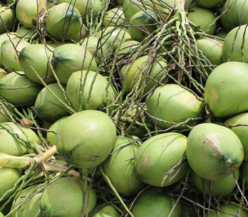 Vietnam to export coconuts to China